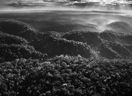 Survival International Continues Its High Profile Campaign For The Awa By Collaborating With World Conceptual Photography Forest People Landscape Photography