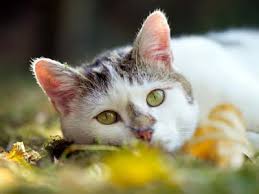 Browse through our list of cat breeds, and find the best cat for you. Cat Breeds A Z Find A Breed Alphabetically