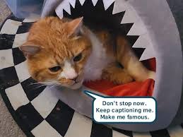 Image result for lolcats