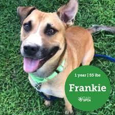 Search for a rescue dog, puppy, cat, kitten, small pet or horse. Pawsitively Adorable Meet 58 Adoptable Dogs And Cats Looking For Love Pets Tulsaworld Com