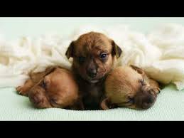 Puppies Crying Sound Effects 1 Hour Small Cute Newborn Baby Puppy Dogs Cry Whine Wimper Youtube