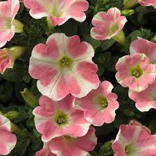 Sleepnumber.com has been visited by 100k+ users in the past month Surfinia Heartbeat Improved Petunia Plants For Sale Free Shipping