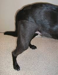 Compare phenobarbital prices, print discount coupons, find manufacturer promotions and details on available patient assistance programs. Pain Management After Orthopedic Procedures Today S Veterinary Nurse