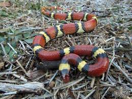 Study Finds Mimicry Increased In Scarlet Kingsnake Snake After Disappearance Of Coral Snake Coral Snake Snake Pet Snake