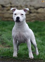 American staffordshire terrier in film und fernsehen. Staffordshire Bull Terriers Temperament Colours Pets4homes