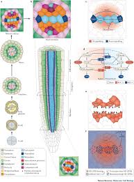 Meristems are plants' stem cell tissues essential for lifelong growth and development (stahl and during secondary growth, procambial cells divide continually and the numbers of both phloem and tdif signaling influences stem cell behavior in the vascular meristem. Plant Vascular Development From Early Specification To Differentiation Nature Reviews Molecular Cell Biology