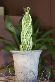 Indoor Plants Roger S Gardens Large Indoor Plants Indoor Plants Plants