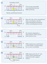 Nucleotide Mismatch Repair Zoology Repair Biology