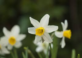 Narcissus Jack Snipe Cyclamineus Daffodil Bulbs Daffodil Bulbs Daffodils Daffodils Planting