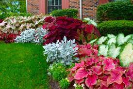 Landscaping Plants For Shaded Areas Ideas Designs Photos Landscaping Plants Shade Plants Shade Garden