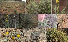 Image result for Pentzia incana