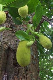 Benefits Of Breadfruit For Pregnant Women Breadfruit Pregnant Women Pregnant