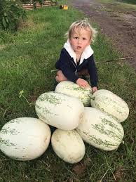 Image result for Sporobolus welwitschii