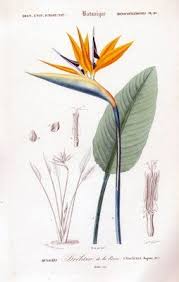 Drawing Bird Of Paradise Images The Vintage Moth Art Deco Botanical Drawings Botanical Prints Botanical Illustration