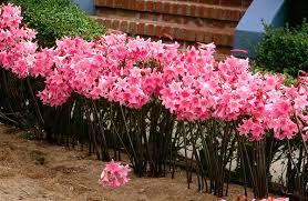 Check spelling or type a new query. Golden Gate Gardener Naked Ladies Wildly Successful Plant Of The Month