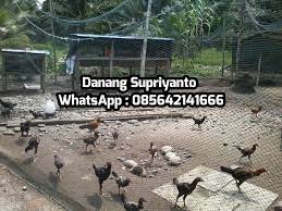Sketsa dimulai dengan bentuk rangka dari kandang secara utuh yang disesuaikan dengan ukuran kandang yang ingin dibuat. Jaring Buat Kandang Ayam Bebek Dan Jaring Burung Home Facebook