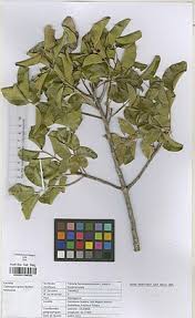 Image result for Ptaeroxylaceae