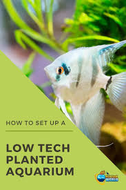 How To Set Up A Low Tech Planted Aquarium Fish Tank World Planted Aquarium Fish Tank Plants Aquarium Fish