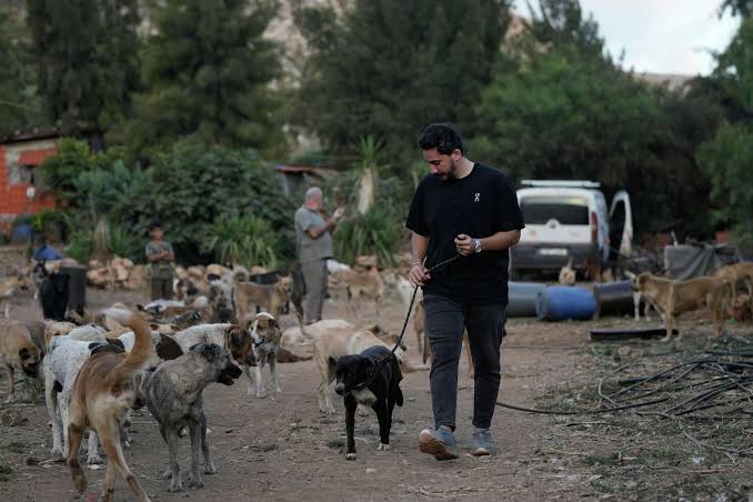 An animal rescuer cares for pets and livestock stranded by war in southern  Lebanon