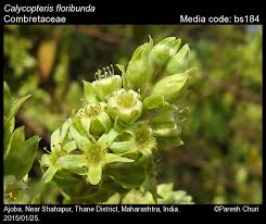 Image result for Combretaceae