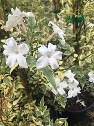 Image result for Jasminum schimperi