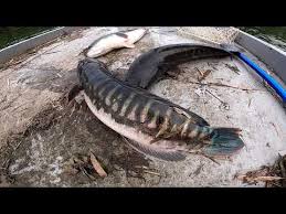 台灣養殖鱧魚品種為斑鱧，養殖地區主要以南部為主。此魚在台灣的市場並 不是很大，過去曾有大量的養殖鱧魚外銷到香港，近年來外銷量已經減少，所以 養殖量也就跟著減少。 二、鱧魚特性 鱧魚再台灣有兩種，鱧魚略成柱狀，口裂大，性格兇猛，有魚虎之稱。 Emerson Kuo Youtube