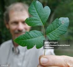 71 Martin Itchy Stock Photos, High-Res Pictures, and Images