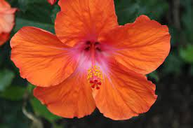 Orange Hibiscus Flower Hibiscus Flowers Flower Graphic Hibiscus