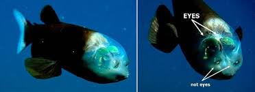 Monstros Das Profundezas Os Peixes Mais Feios Do Mundo Endangered Animals Fish Pet Animals