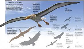 Check spelling or type a new query. Blogt Na Valentint Encyclopedia Largest Prehistoric Animals Vol 1 Vertebrates Part2 Birds Ch 3 Flying Giant