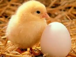 Características de los Ovíparos -【Características y Ejemplos】