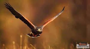 الحيوانات قوية البصر مجموعة حيوانات تتميز بحاسة بصر قوية تسعة اولاد