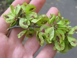 Among these are the following. Elm Fruit Backyard And Beyond