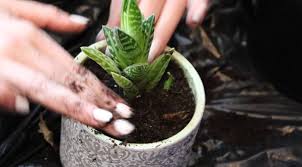 Maybe you would like to learn more about one of these? How To Repot Aloe Vera Plants Indoors Better Leaves