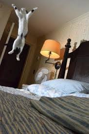 This Cat Flying For Liberty And Justice Funny Cat Pictures Funny Animals Funny Animal Pictures