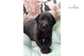 I Am A Cute Mixed Other Puppy Looking For A Home On Nextdaypets Com Lab Puppies Puppy List Weiner Dog