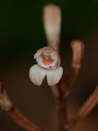 Image result for Didymoplexis