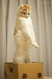 ボード for the love of cats のピン