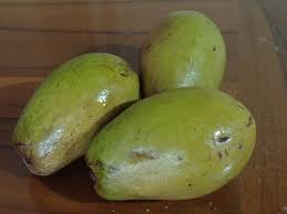 Image result for Mangifera