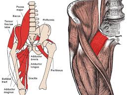 El Pectineo Un Musculo Valioso De La Pierna