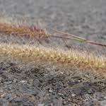 Image result for Cenchrus polystachios