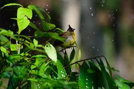 Birds That Dont Fly Why Don T Birds Fly In The Rain For The Birds Birds Frigatebird Sitting In A Tree