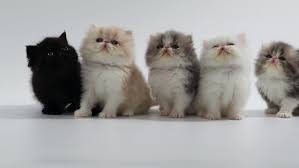 All about cats, cat care, cat health, cat behavior and more! Group Of Persian Kittens Cats Stock Footage Video 100 Royalty Free 18305296 Shutterstock