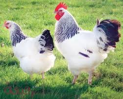 تفسير حلم الفراخ في المنام لابن سيرين وتأويلات بيع وشراء الدجاج مجلة رقيقة