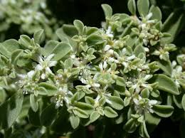Image result for Grewia pubescens