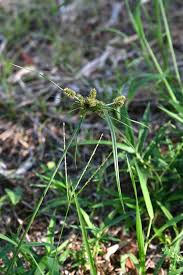 Image result for Cyperus cyperoides