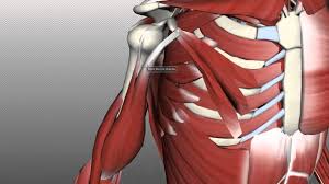 It can be divided into the upper arm, which extends from the shoulder to the elbow. Muscles Of The Upper Arm Anatomy Tutorial Youtube