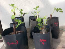 0%0% found this document useful, mark this. Cara Pak Tam Mengakarkan Keratan Pokok Tin Kebuna Pokok Tin Putrajaya