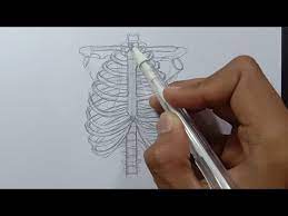 We did not find results for: Cara Menggambar Kerangka Tubuh Manusia Youtube