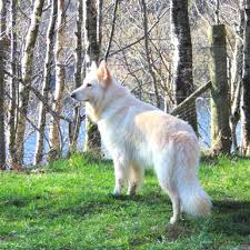 Pin By Meredith Daniels On Things I Want Shepherd Dog Breeds Long Haired German Shepherd German Shepherd Funny